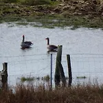 Sterntaucher Hohwacht