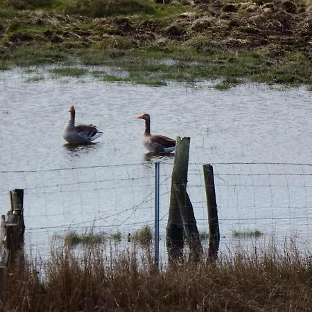 Sterntaucher הוווכט
